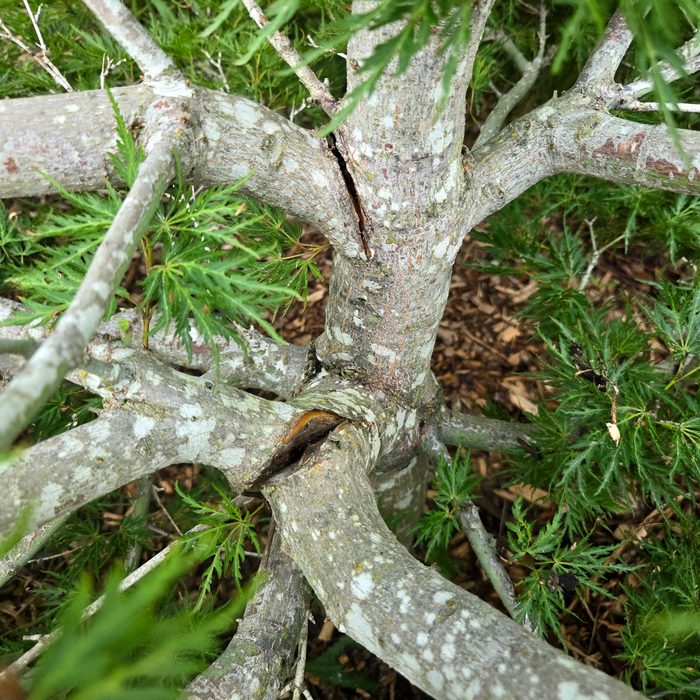 Branch structure of a laceleaf Japanese maple during restorative pruning after snow damage