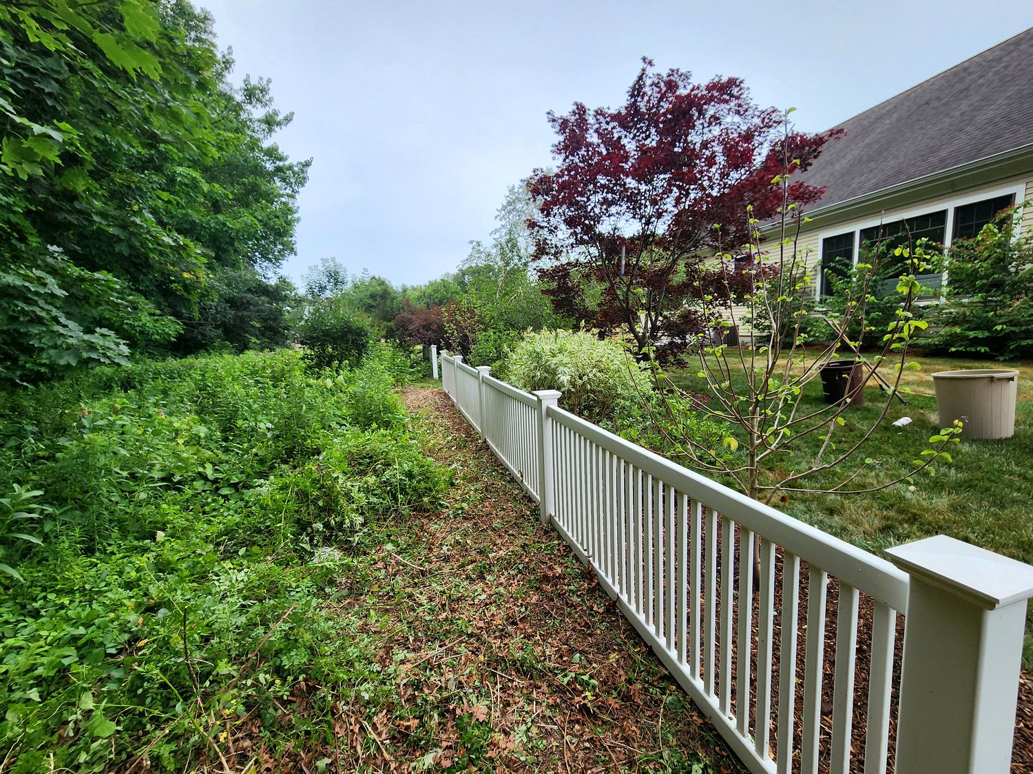 Fence line after clearing