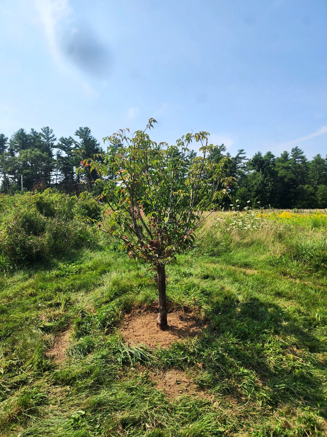 The second dogwood after pruning