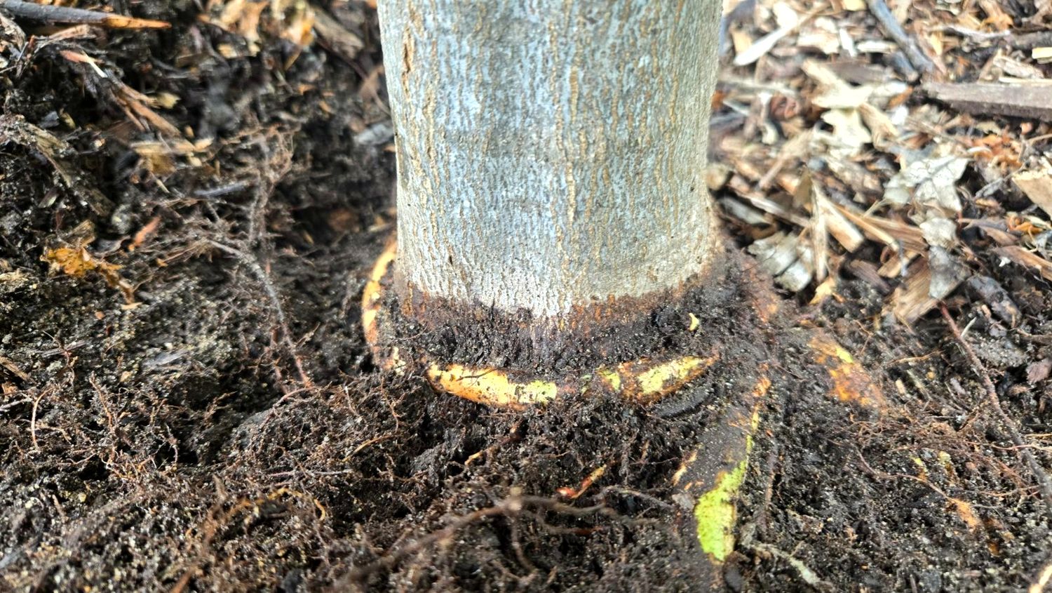 A trunk base excavated to expose a girdling root