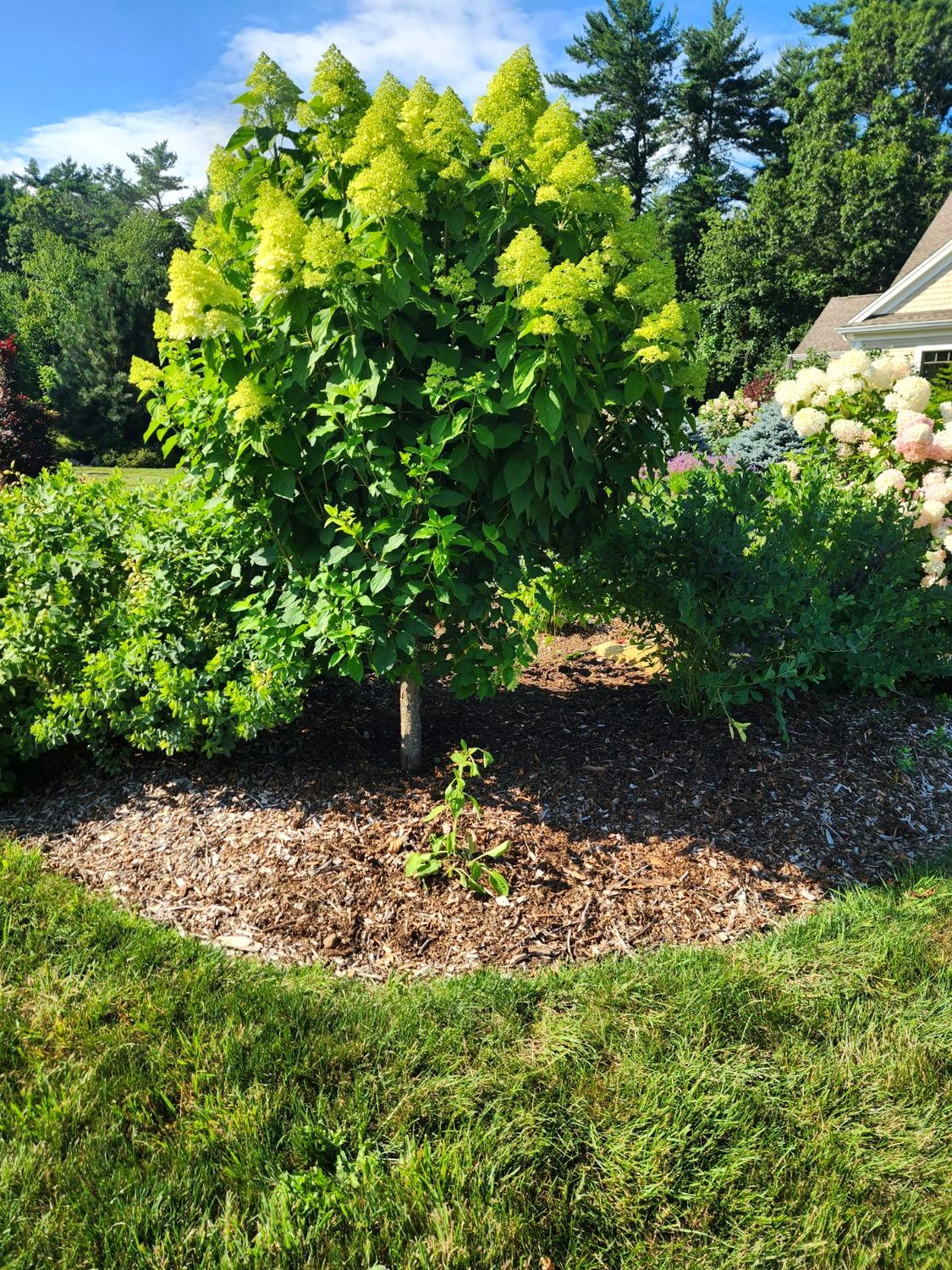 A tree-form hydrangea in full bloom above a weeded bed